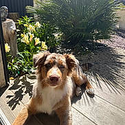 Izie a rejoint le concours — aidez-le/la à gagner de superbes lots ! dog, puppy, outdoor, sunlight, flowers, greenery, patio, wooden_floor, shadow, nature, pet, animal, cute, relaxing, daylight, garden, leaf, plant, canine, summer