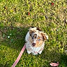Izie participe au concours pour gagner de l'argent avec cette photo : puppy, dog, grass, leash, blue_eyes, outdoor, cute, pet, animal, autumn_leaves, nature, young_dog, walking, looking_up, sunlight, fluffy, collar, pink_leash, small_dog, adorable