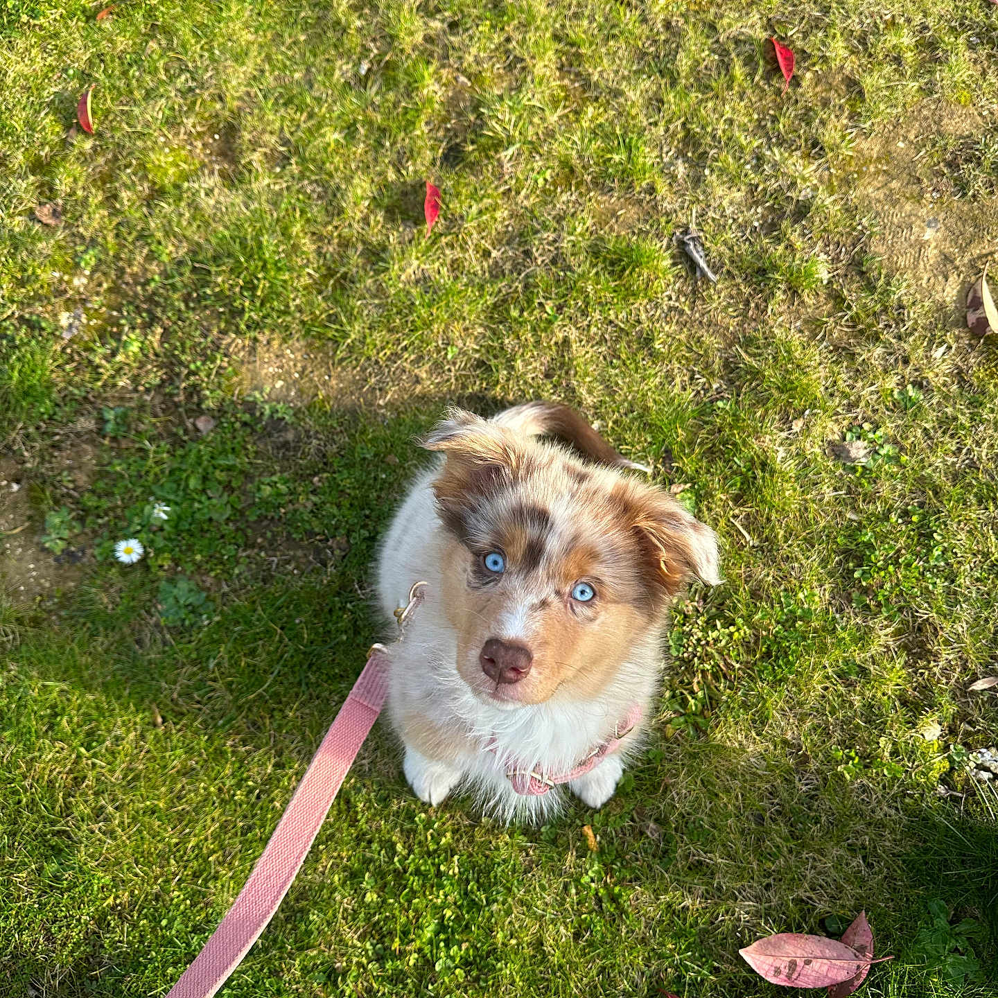 Izie participe au concours pour gagner de l'argent avec cette photo : puppy, dog, grass, leash, blue_eyes, outdoor, cute, pet, animal, autumn_leaves, nature, young_dog, walking, looking_up, sunlight, fluffy, collar, pink_leash, small_dog, adorable