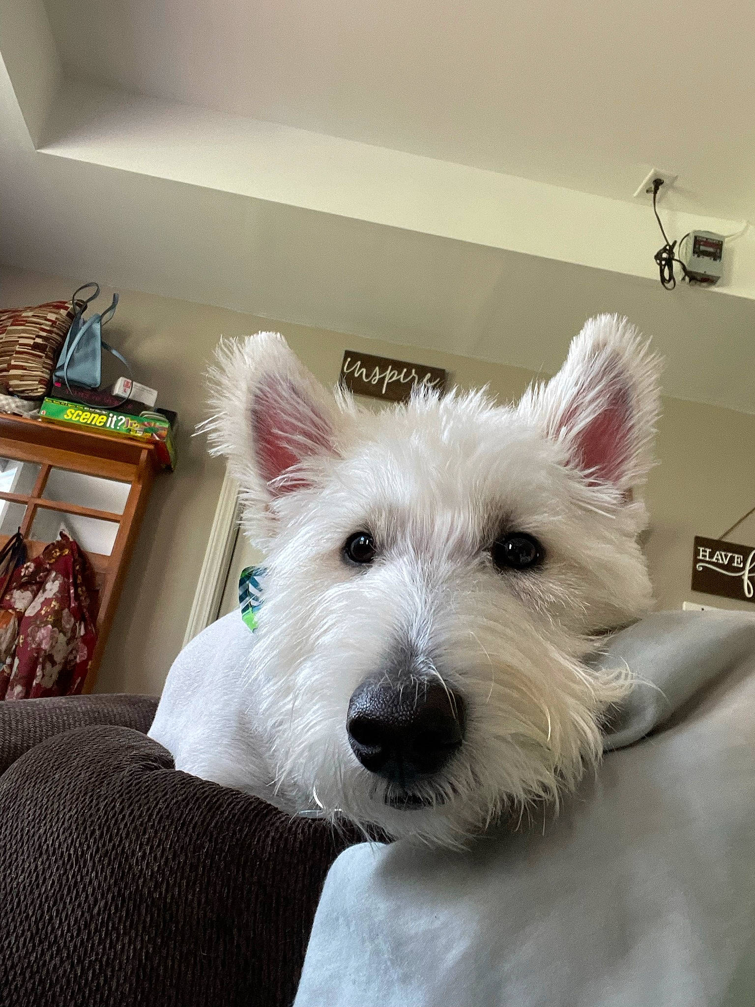 Shaymus is registered to the contest to win money with this photo: ancient_dog_breeds, canidae, carnivore, collar, companion_dog, dog, dog_breed, dog_supply, flooring, fur, giant_dog_breed, non_sporting_group, picture_frame, small_terrier, snout, sporting_group, terrier, toy_dog, whiskers, working_animal