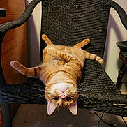 Taz is registered to the contest to win money with this photo: cat, orange_tabby, upside_down, chair, woven_chair, indoor, floor, whiskers, curious, relaxed, pet, feline, paws, ears, fur, domestic_cat, animal, cute, playful, resting