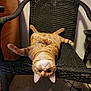 cat, orange_tabby, upside_down, chair, woven_chair, indoor, floor, whiskers, curious, relaxed, pet, feline, paws, ears, fur, domestic_cat, animal, cute, playful, resting