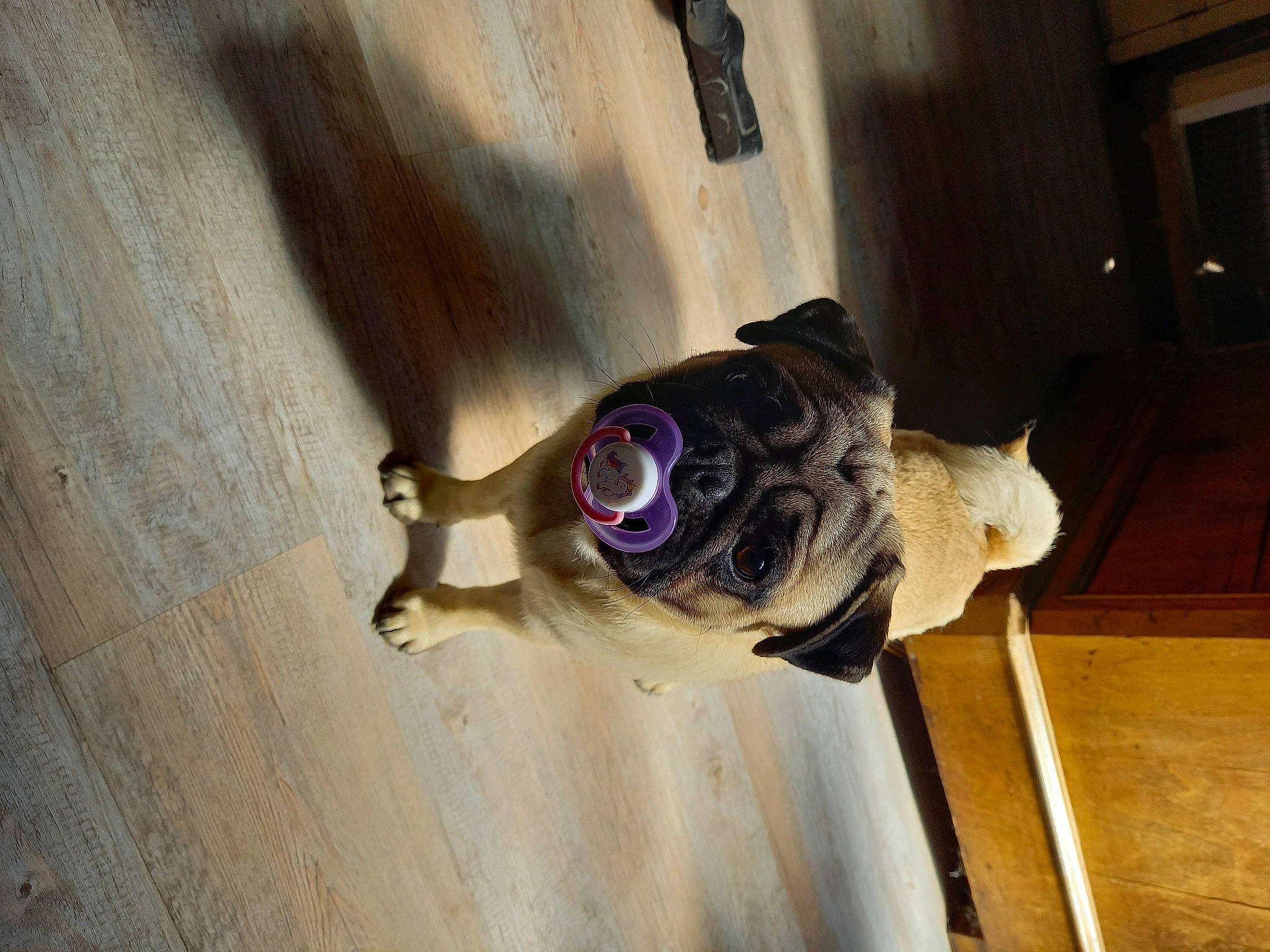 Sky participe au concours pour gagner de l'argent avec cette photo : carnivore, companion_dog, dog, dog_breed, door, electric_blue, eyewear, fawn, floor, flooring, glasses, goggles, hardwood, pet_supply, purple, snout, sunglasses, window, wood, working_animal