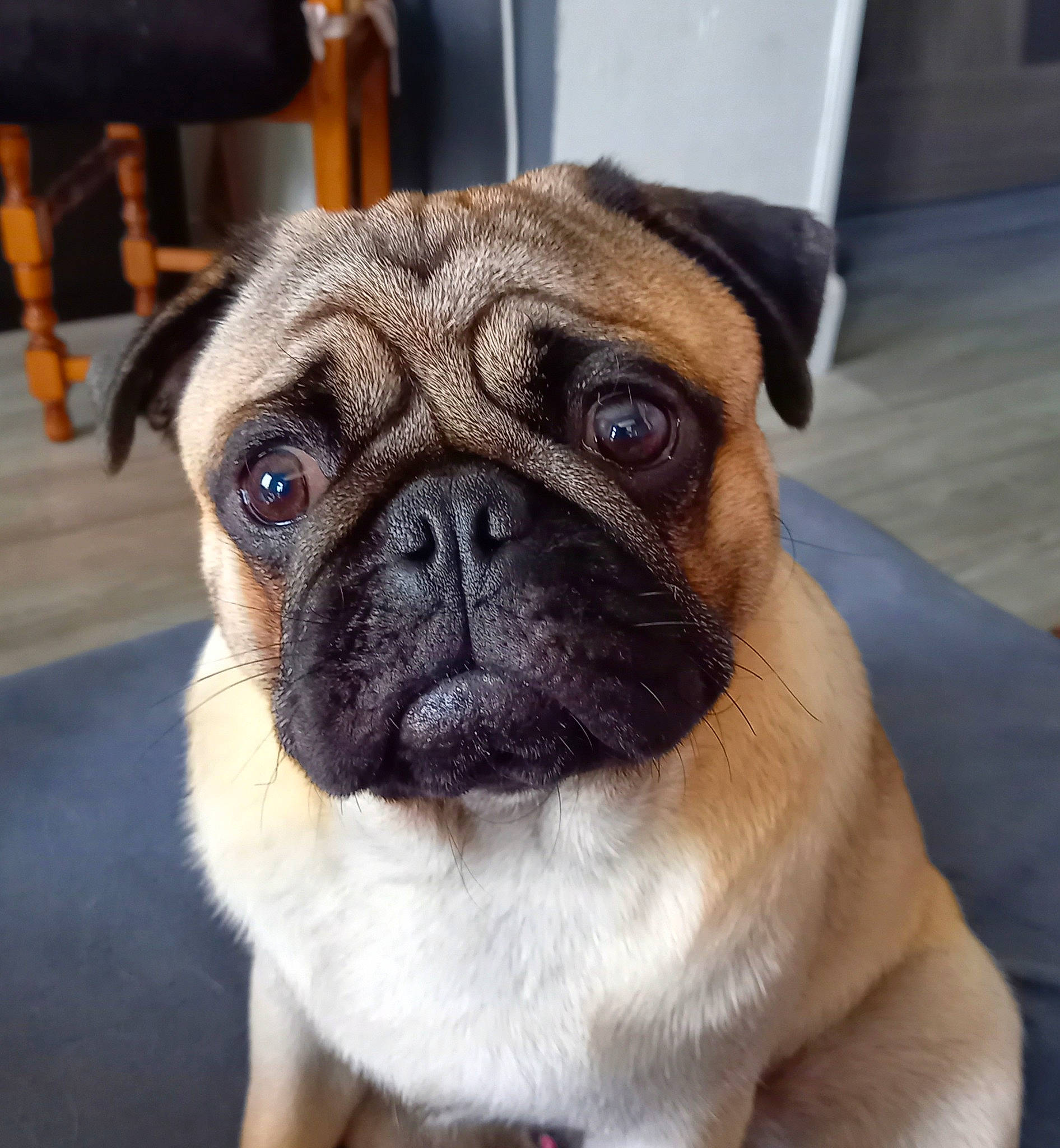 Sky a rejoint le concours — aidez-le/la à gagner de superbes lots ! ancient_dog_breeds, canidae, carnivore, companion_dog, dog, dog_breed, dog_collar, fawn, fur, molosser, non_sporting_group, pug, snout, sporting_group, terrestrial_animal, toy_dog, whiskers, working_animal, wrinkle