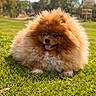 animal, cute, daytime, dog, fluffy, fur, grass, greenery, happy, mammal, nature, orange_fur, outdoor, park, pet, playing, pomeranian, small_dog, sunny, tongue_out