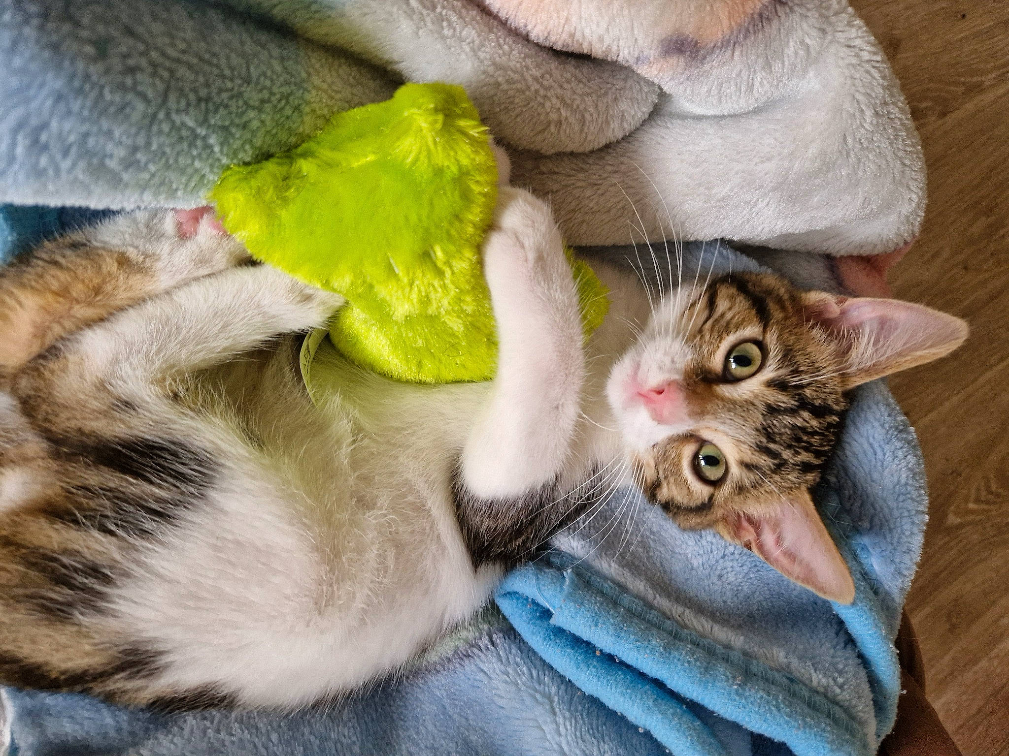 Milo participe au concours pour gagner de l'argent avec cette photo : carnivore, cat, claw, comfort, domestic_short_haired_cat, fawn, felidae, fur, paw, plant, small_to_medium_sized_cats, snout, tail, tree, whiskers