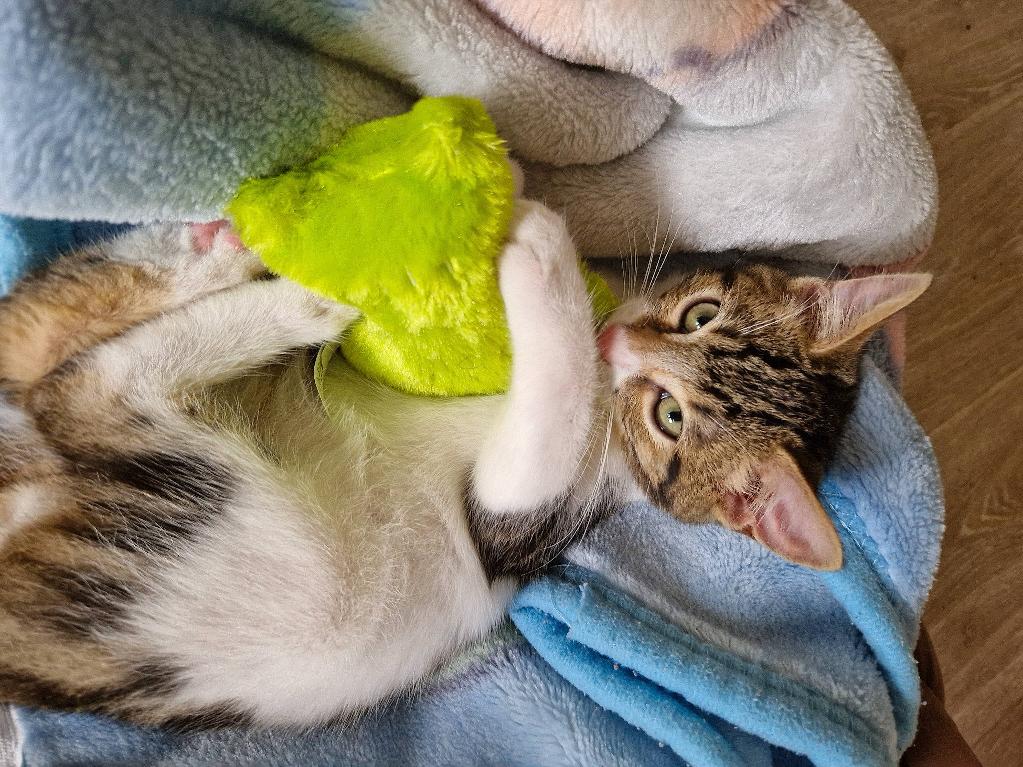 Milo a rejoint le concours — aidez-le/la à gagner de superbes lots ! carnivore, cat, claw, comfort, domestic_short_haired_cat, felidae, fur, paw, plant, small_to_medium_sized_cats, tail, tree, vertebrate, whiskers