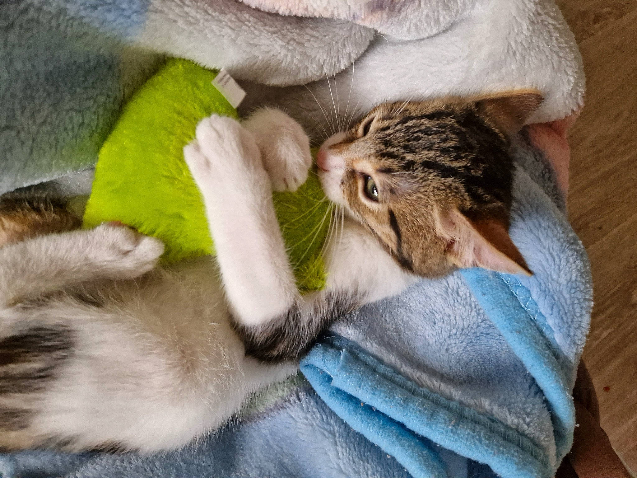 Milo a rejoint le concours — aidez-le/la à gagner de superbes lots ! carnivore, cat, claw, comfort, domestic_short_haired_cat, ear, fawn, felidae, fur, gesture, nail, nap, paw, sleep, small_to_medium_sized_cats, snout, tail, whiskers