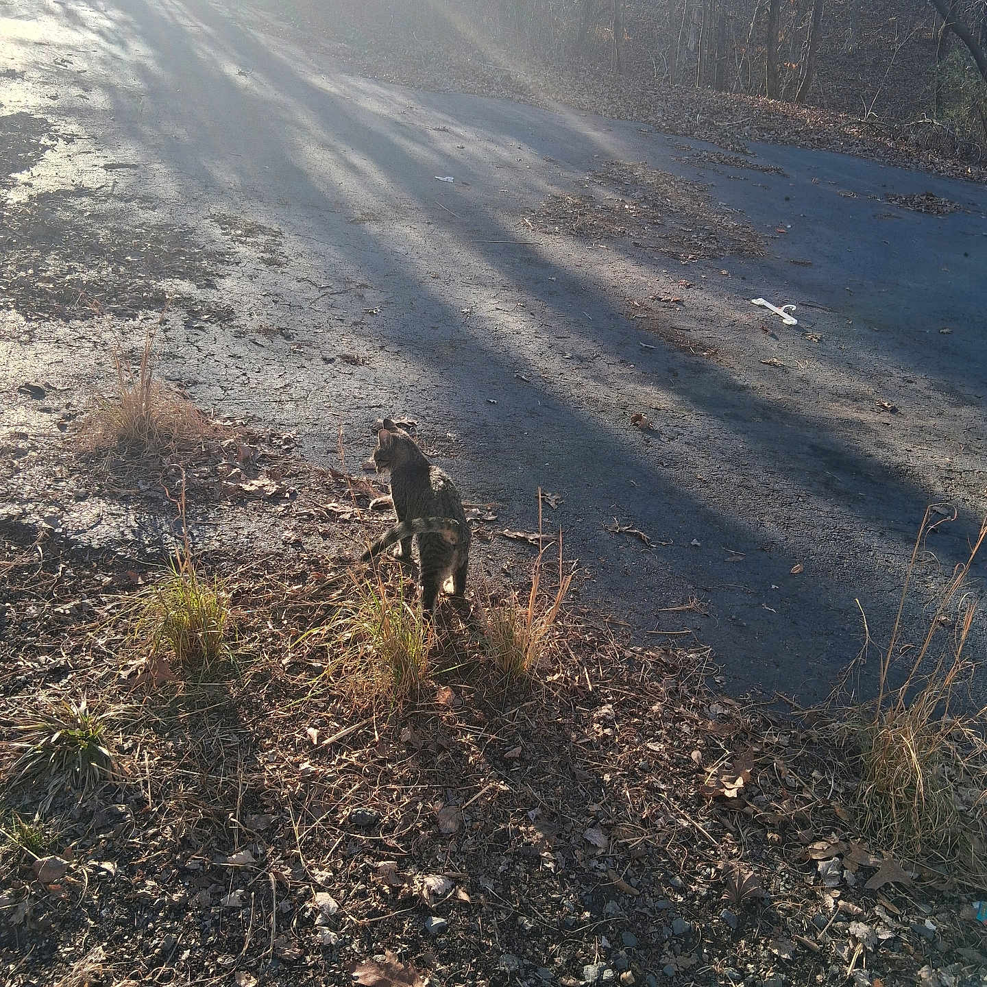 Brattley is registered to the contest to win money with this photo: animal, asphalt, brown, cat, curious, daytime, dry_leaves, forest, grass, ground, nature, outdoor, plants, road, shadow, sunbeam, sunlight, tree, walking, wildlife