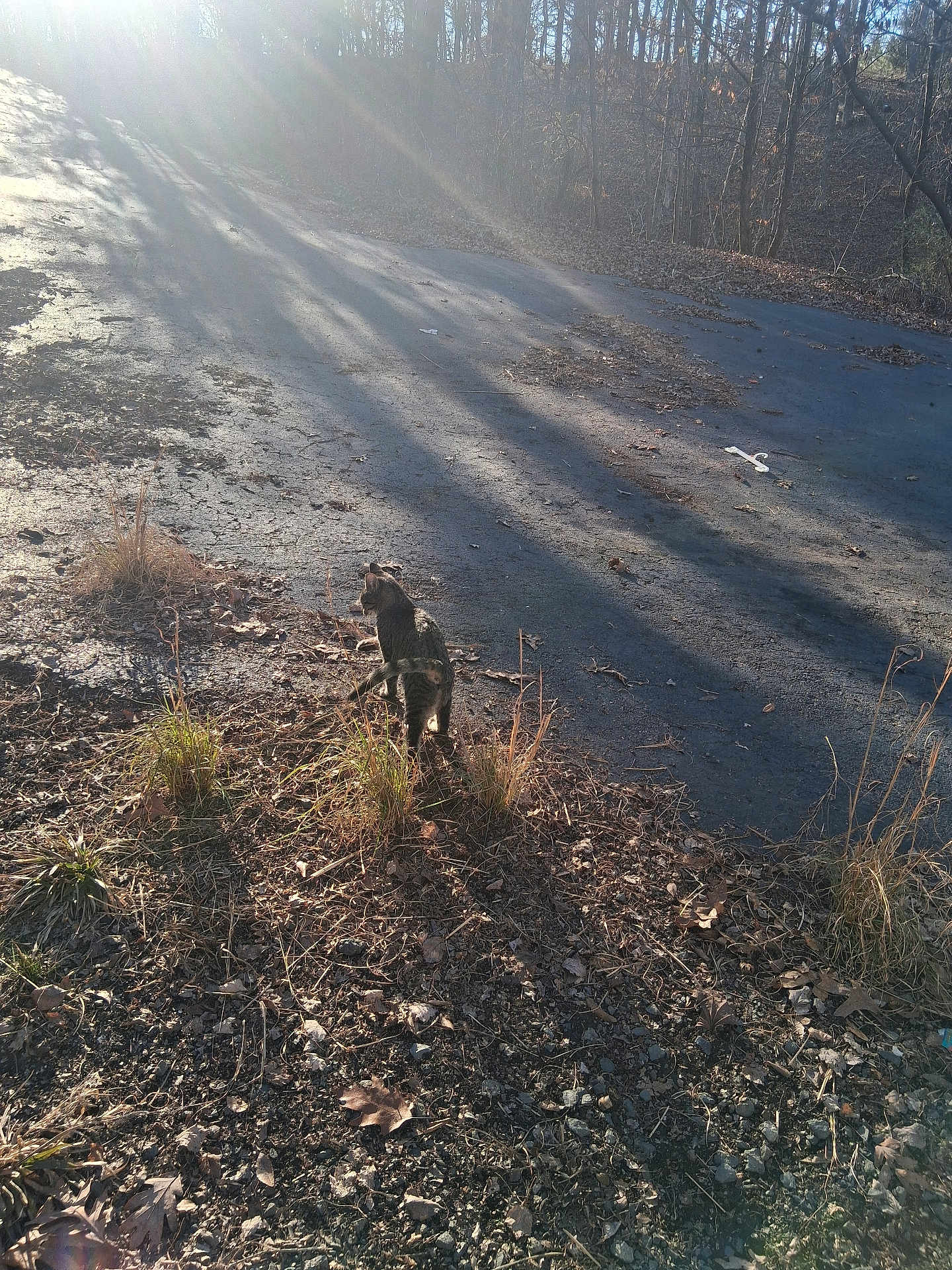 Brattley is registered to the contest to win money with this photo: cat, outdoor, grass, dry_leaves, asphalt, nature, sunlight, shadow, tree, road, animal, wildlife, daytime, ground, walking, curious, brown, forest, plants, sunbeam