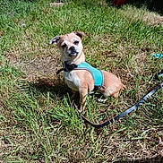 Biscuit a rejoint le concours — aidez-le/la à gagner de superbes lots ! dog, grass, outdoor, harness, leash, sunlight, playground, slide, pet, small_dog, nature, yard, animal, daylight, curious, sitting, brown_dog, greenery, summer, backyard