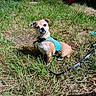 dog, grass, outdoor, harness, leash, sunlight, playground, slide, pet, small_dog, nature, yard, animal, daylight, curious, sitting, brown_dog, greenery, summer, backyard