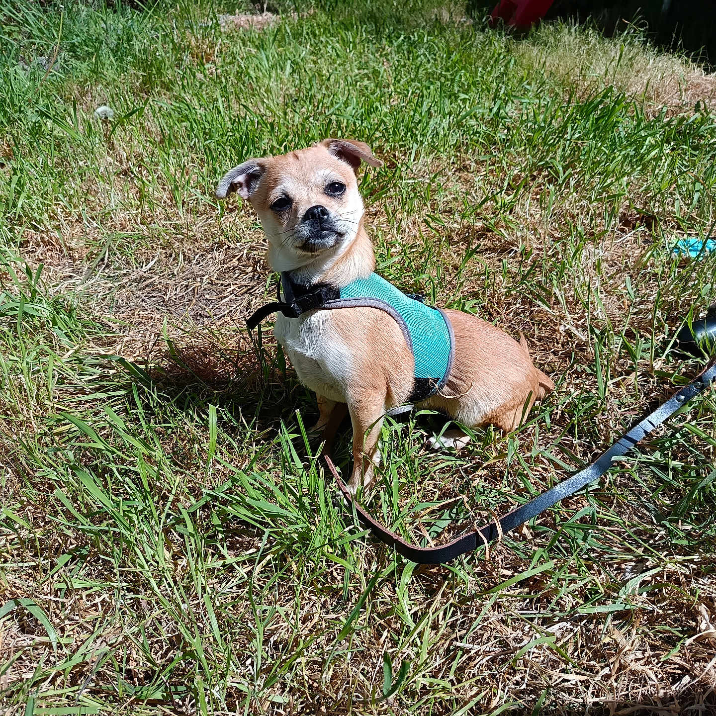 Biscuit a rejoint le concours — aidez-le/la à gagner de superbes lots ! dog, grass, outdoor, harness, leash, sunlight, playground, slide, pet, small_dog, nature, yard, animal, daylight, curious, sitting, brown_dog, greenery, summer, backyard