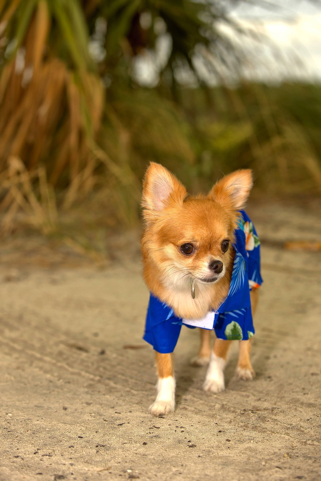 Kip joined the competition — help win amazing prizes! canidae, carnivore, companion_dog, dog, dog_breed, electric_blue, fawn, fur, grass, landscape, natural_landscape, snout, soil, sporting_group, tail, terrestrial_animal, toy, whiskers, wildlife, wood