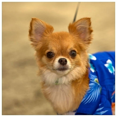 Kip joined the competition — help win amazing prizes! canidae, carnivore, chihuahua, companion_dog, corgi_chihuahua, dog, dog_breed, dog_supply, electric_blue, fawn, fur, german_spitz_klein, pomeranian, snout, sporting_group, terrestrial_animal, toy_dog, volpino_italiano, whiskers, working_animal