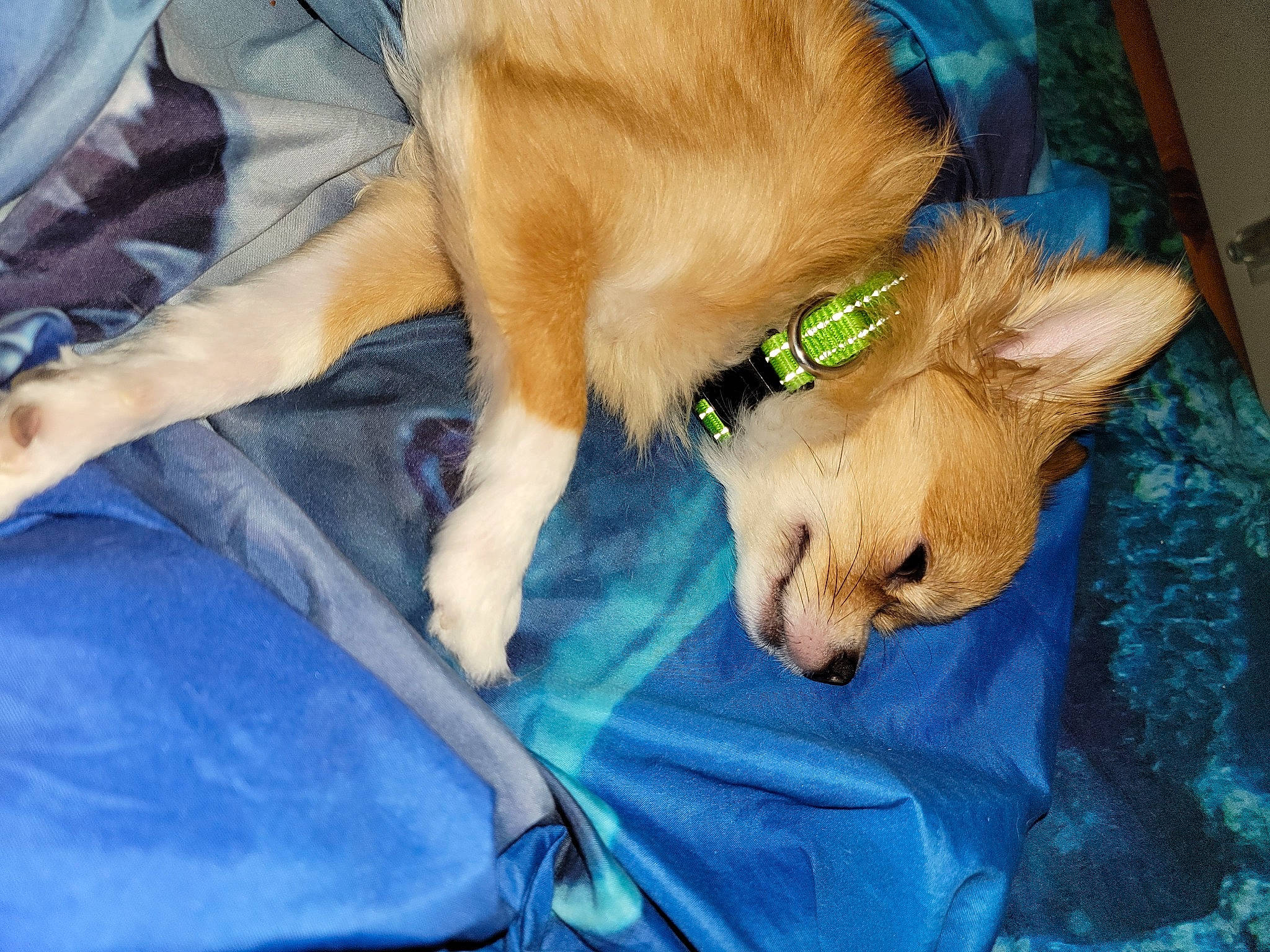 Kip joined the competition — help win amazing prizes! canidae, carnivore, clock, comfort, companion_dog, dog, dog_breed, dog_supply, dog_toy, fawn, fur, nap, paw, puppy_love, retriever, sporting_group, tail, toy_dog, whiskers, working_animal