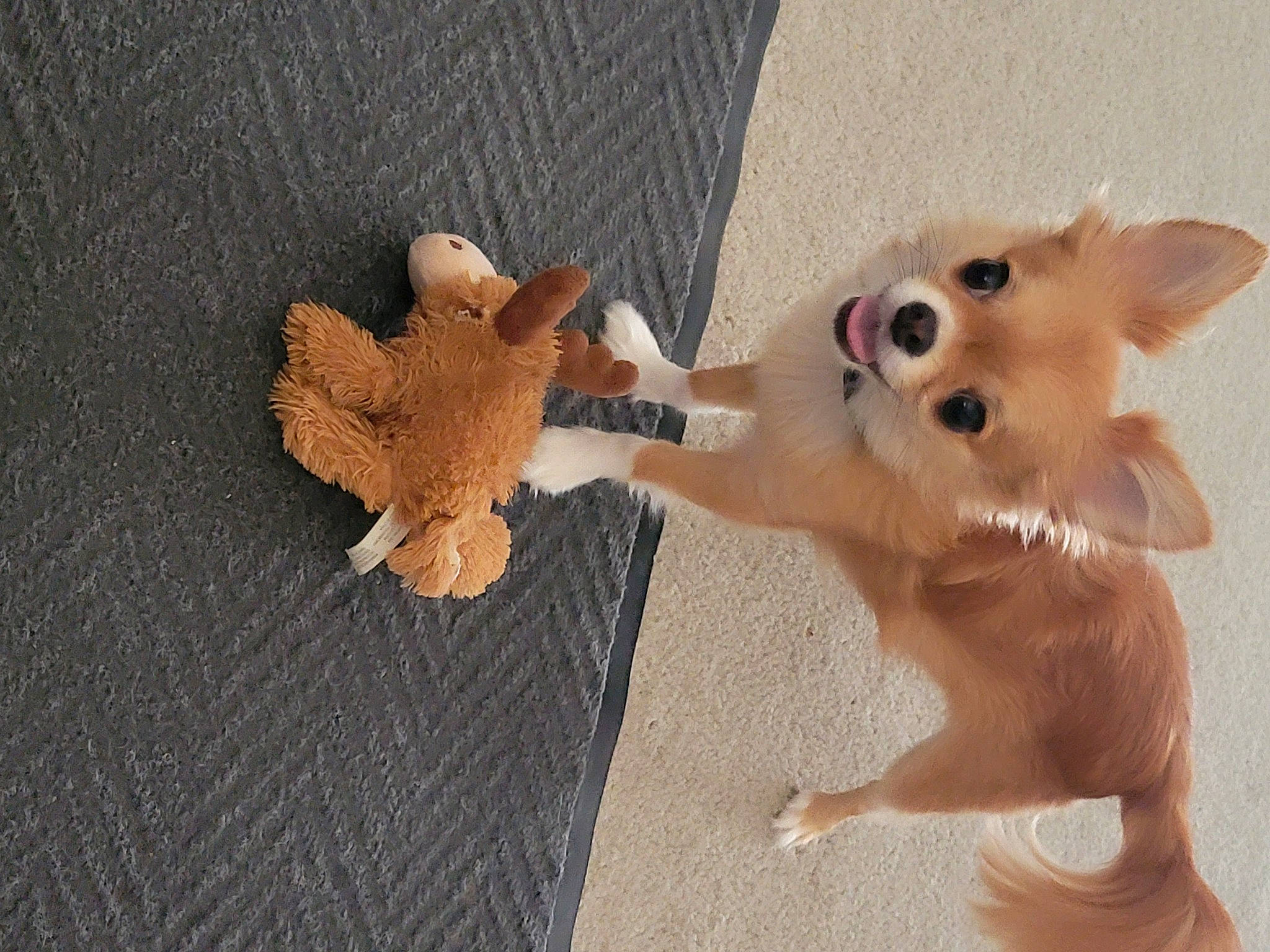 Kip is registered to the contest to win money with this photo: carnivore, chihuahua, companion_dog, dog, dog_breed, dog_supply, fawn, flooring, german_spitz, german_spitz_klein, german_spitz_mittel, pomeranian, snout, spitz, tail, toy, toy_dog, whiskers, wood, working_animal