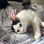 Scooter is registered to the contest to win money with this photo: cat, bed, blanket, pattern, indoor, relaxed, white, black, fur, whiskers, paw, sleepy, cozy, fan, fabric, comfort, resting, animal, pet, home