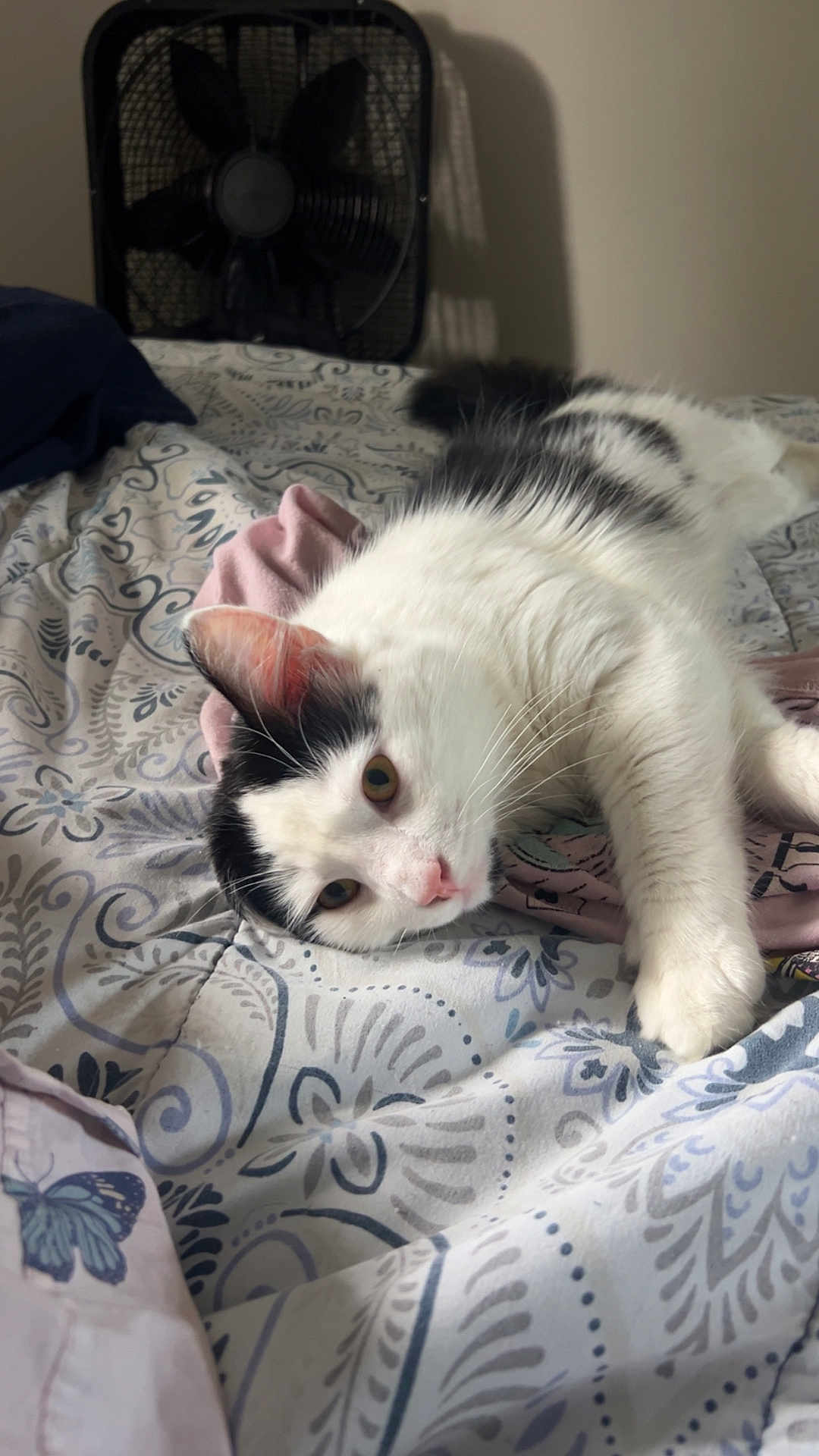 Scooter is registered to the contest to win money with this photo: cat, bed, blanket, pattern, indoor, relaxed, white, black, fur, whiskers, paw, sleepy, cozy, fan, fabric, comfort, resting, animal, pet, home