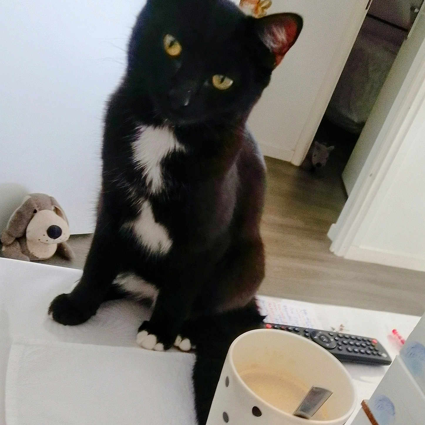 Moon participe au concours pour gagner de l'argent avec cette photo : animal, black_cat, cat, coffee, curious, doorway, floor, furniture, household, indoor, pet, plush_dog, polka_dot_cup, relaxed, spoon, stuffed_toy, table, white_spots, white_wall, wooden_floor