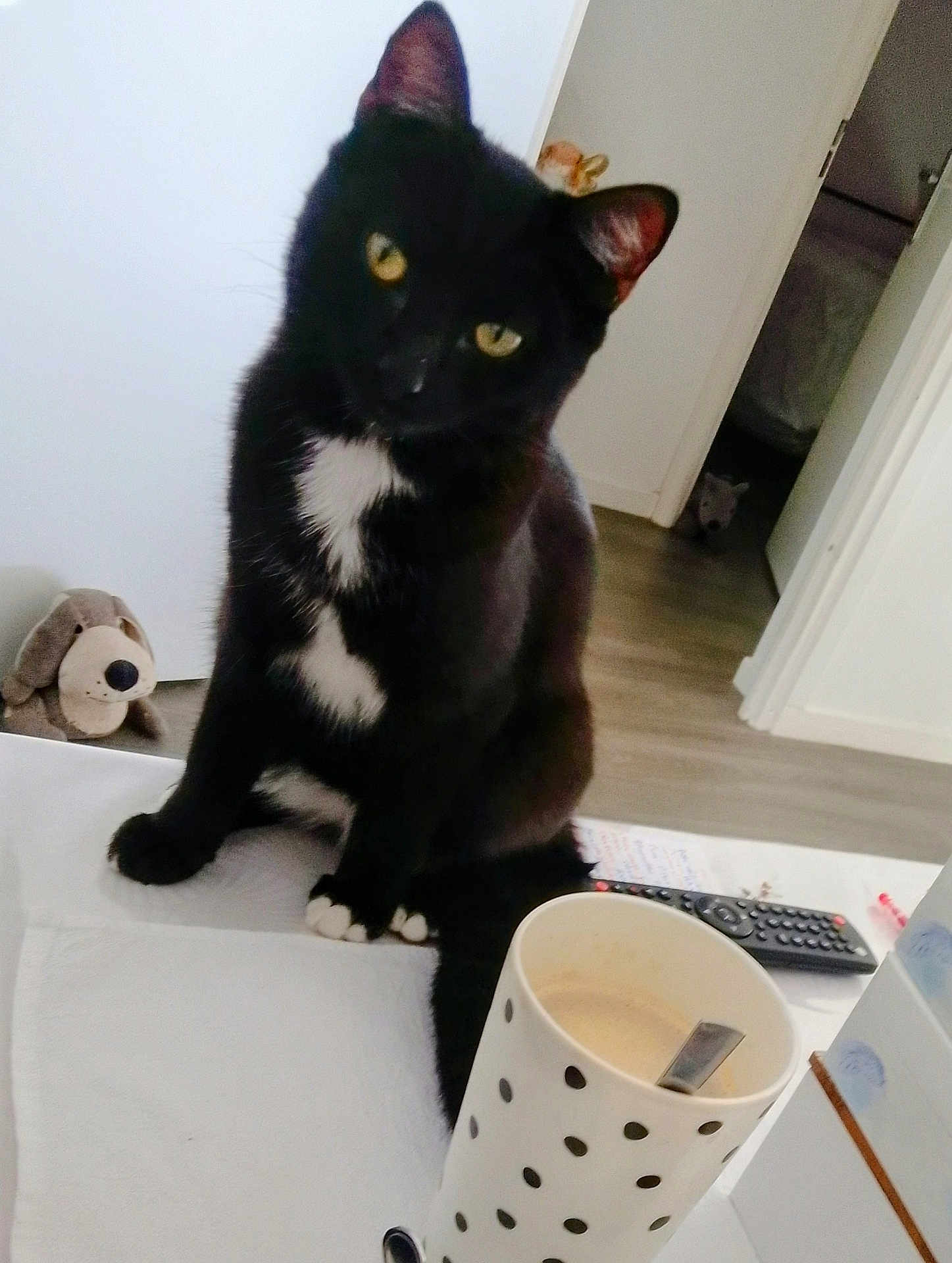 Moon participe au concours pour gagner de l'argent avec cette photo : cat, black_cat, white_spots, polka_dot_cup, coffee, spoon, table, stuffed_toy, plush_dog, doorway, floor, indoor, curious, pet, animal, furniture, white_wall, wooden_floor, relaxed, household