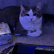 Pepper joined the competition — help win amazing prizes! cat, gray_cat, white_cat, pet, animal, indoor, carpet, plastic_packaging, lego_box, disney, monster, toy_box, floor, lounge, fur, cute, domestic_cat, relaxed, purple_lighting, household