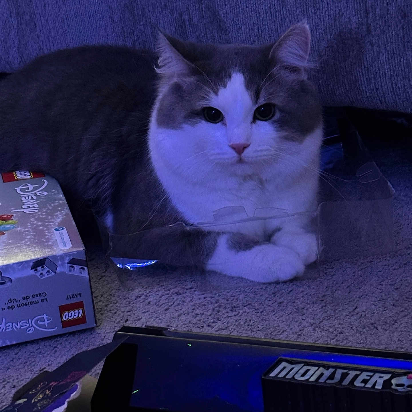 Pepper joined the competition — help win amazing prizes! animal, carpet, cat, cute, disney, domestic_cat, floor, fur, gray_cat, household, indoor, lego_box, lounge, monster, pet, plastic_packaging, purple_lighting, relaxed, toy_box, white_cat