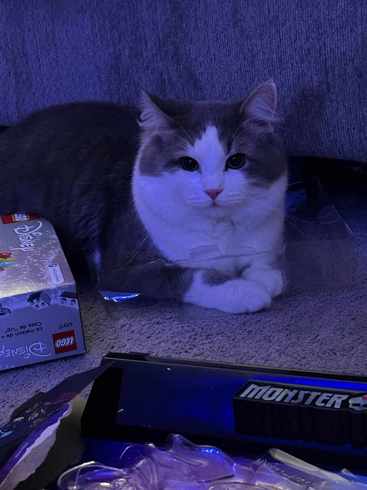 Pepper joined the competition — help win amazing prizes! cat, gray_cat, white_cat, pet, animal, indoor, carpet, plastic_packaging, lego_box, disney, monster, toy_box, floor, lounge, fur, cute, domestic_cat, relaxed, purple_lighting, household