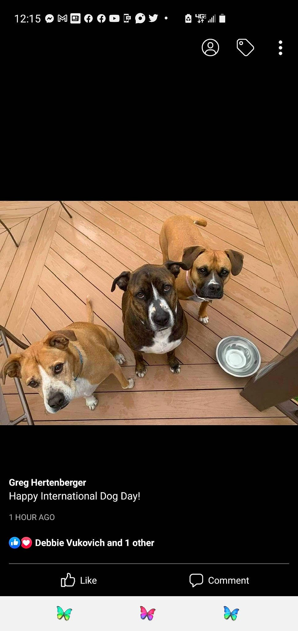 Jessie is registered to the contest to win money with this photo: carnivore, chair, collar, comfort, companion_dog, couch, dog, dog_breed, dog_collar, dog_supply, fawn, flooring, hardwood, paw, pet_supply, photo_caption, table, window, wood, working_animal