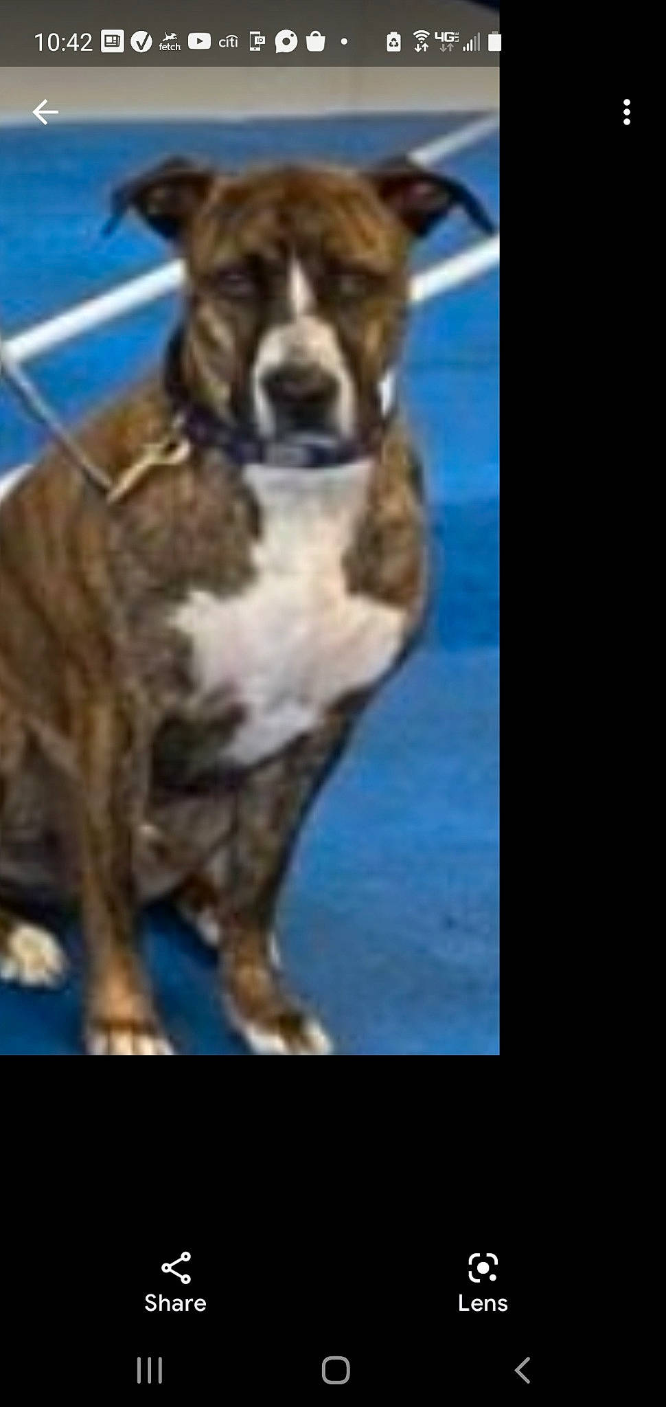 Herbie joined the competition — help win amazing prizes! art, canidae, carnivore, companion_dog, dog, dog_breed, fawn, fur, giant_dog_breed, house, plant, screenshot, snout, sporting_group, terrestrial_animal, tree, whiskers, window, working_animal, working_dog