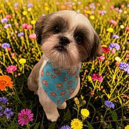 Cooper is registered to the contest to win money with this photo: animal, bandana, blue_clothing, close_up, colorful, cute, dog, floral_background, flower_meadow, furry, garden, nature, outdoors, paw_prints, pet, portrait, puppy, shih_tzu, standing, wildflowers