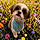 Cooper