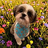 animal, bandana, blue_clothing, close_up, colorful, cute, dog, floral_background, flower_meadow, furry, garden, nature, outdoors, paw_prints, pet, portrait, puppy, shih_tzu, standing, wildflowers