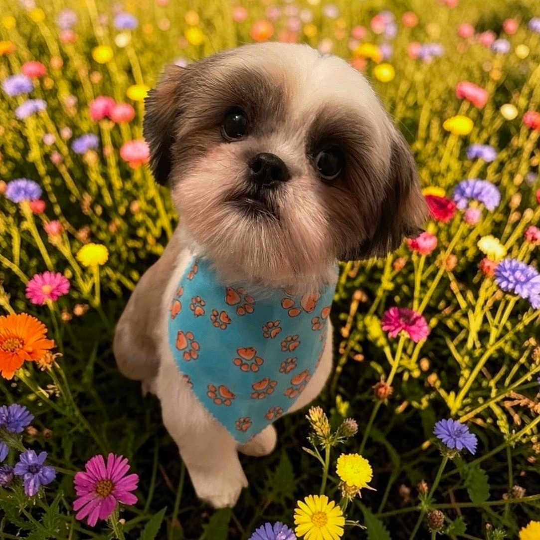 Cooper