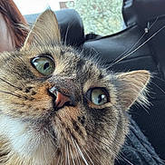 Luna is registered to the contest to win money with this photo: car_interior, cat, close_up, cute, detail, face, fur, green_eyes, headrest, human_partial, indoor, long_hair, macro, nose, pet, portrait, seat, sitting, tabby, whiskers