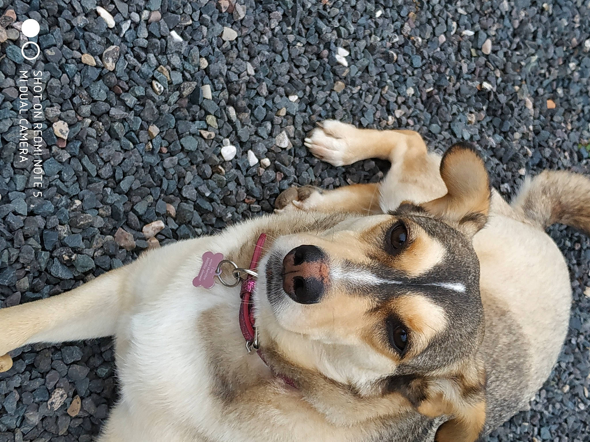 Merida a rejoint le concours — aidez-le/la à gagner de superbes lots ! asphalt, canidae, carnivore, collar, companion_dog, dog, dog_breed, dog_collar, fawn, fur, leash, paw, road_surface, sporting_group, street_dog, tail, terrestrial_animal, whiskers, working_animal, working_dog