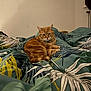cat, orange_tabby, bed, bedding, floral_pattern, green, white, indoor, pet, feline, collar, relaxed, animal, cute, domestic, fur, whiskers, resting, cozy, home