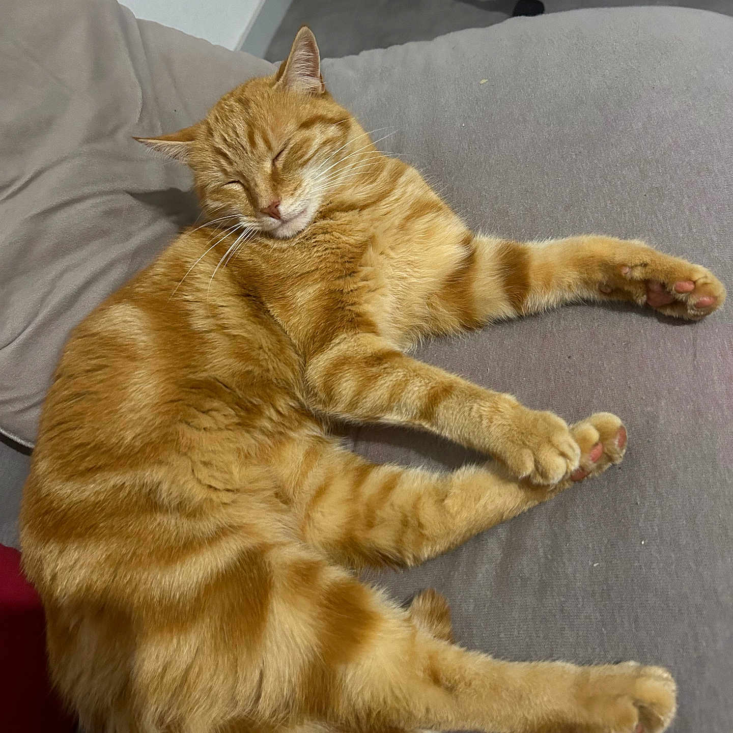 Spirou participe au concours pour gagner de l'argent avec cette photo : animal, cat, cozy, cushion, cute, domestic, feline, fur, home, indoor, mammal, nap, orange_tabby, paw, pet, relaxed, resting, sleeping, tabby_stripes, whiskers