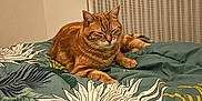 Spirou participe au concours pour gagner de l'argent avec cette photo : cat, orange_tabby, bed, blanket, tropical_pattern, indoor, resting, pet, feline, cozy, radiator, curtain, sleepy, comfort, domestic, animal, fur, whiskers, paws, relaxed