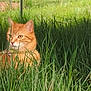 cat, orange_tabby, grass, outdoor, nature, pet, animal, green, collar, bell, feline, leaf, yellow_flower, sunlight, garden, field, wildlife, cute, alert, sitting