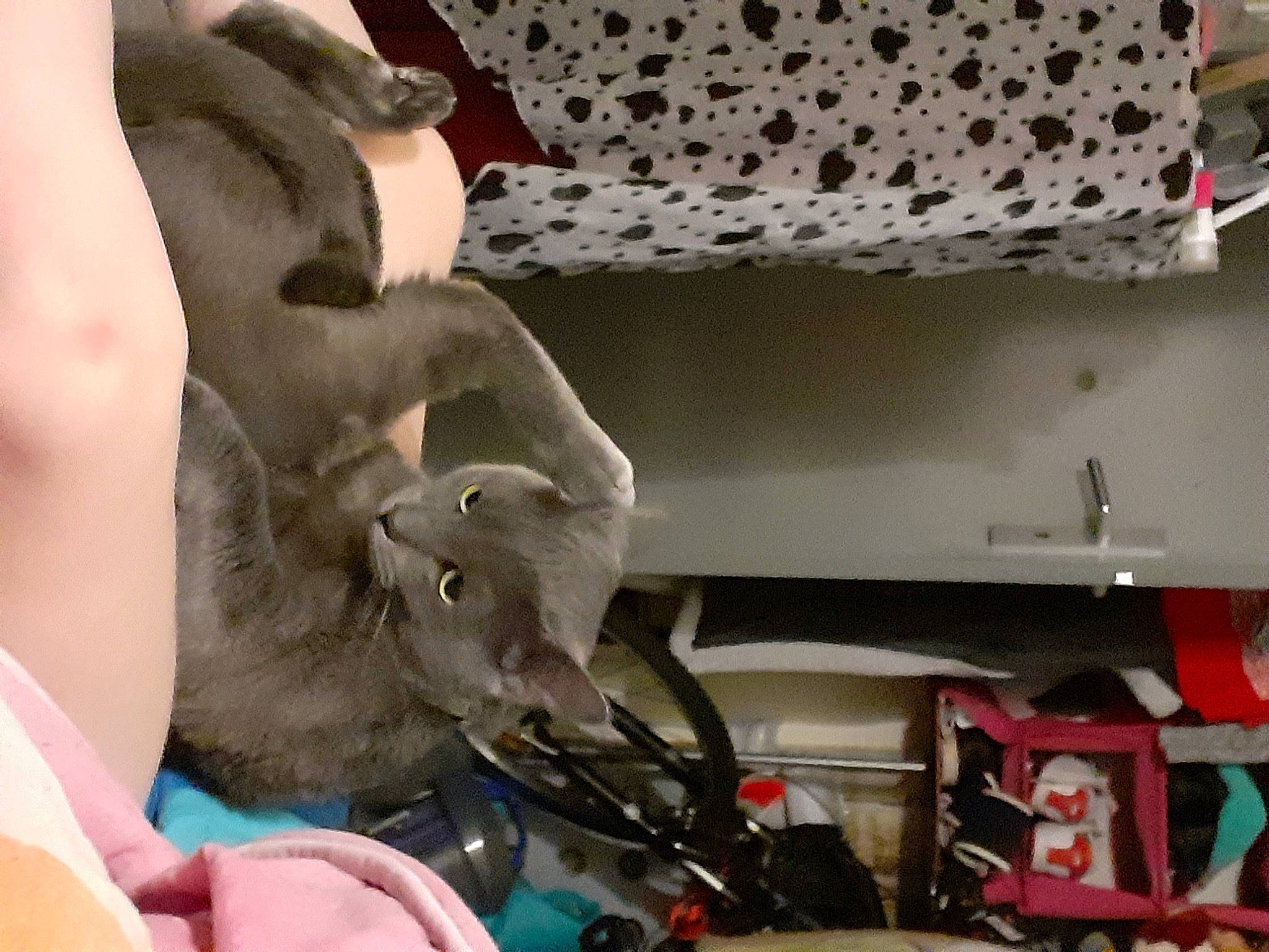 Tom participe au concours pour gagner de l'argent avec cette photo : dinosaur, electrical_wiring, elephant, eyelash, fawn, feather, fur, linens, machine, pattern, room, shelf, small_to_medium_sized_cats, stuffed_toy, tail, toy, visual_arts, wood, working_animal