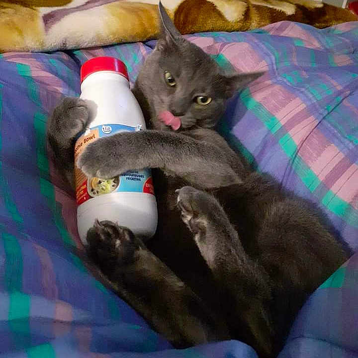 Tom participe au concours pour gagner de l'argent avec cette photo : carnivore, cat, comfort, couch, domestic_short_haired_cat, felidae, fur, grey, lap, linens, nap, pattern, pillow, plaid, room, russian_blue, small_to_medium_sized_cats, tail, tartan, whiskers