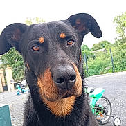 Pacha participe au concours pour gagner de l'argent avec cette photo : dog, black_dog, outdoor, bicycle, pet, animal, grass, fence, gravel, ears, closeup, canine, nature, muzzle, nose, portrait, looking, daylight, brown_eyes, fur