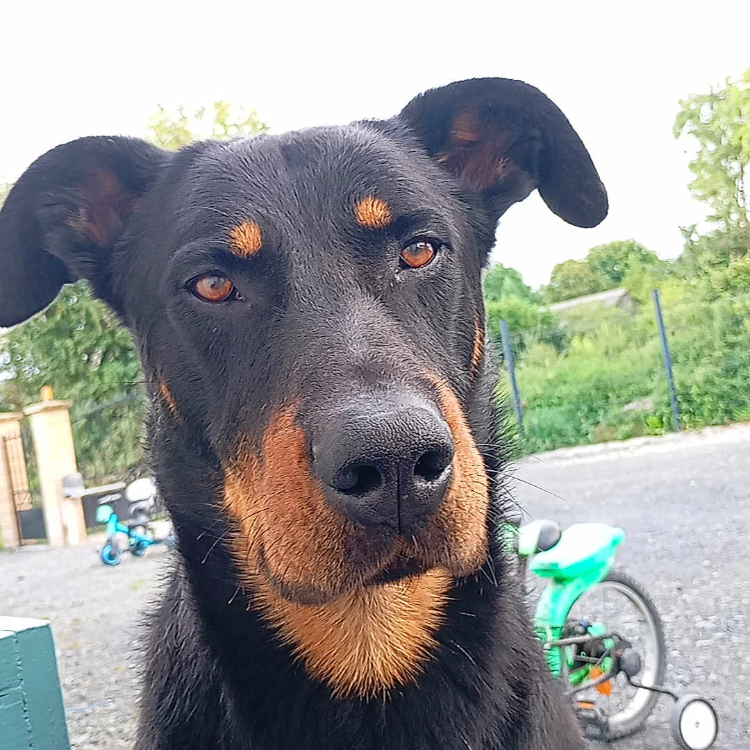 Pacha participe au concours pour gagner de l'argent avec cette photo : animal, bicycle, black_dog, brown_eyes, canine, closeup, daylight, dog, ears, fence, fur, grass, gravel, looking, muzzle, nature, nose, outdoor, pet, portrait