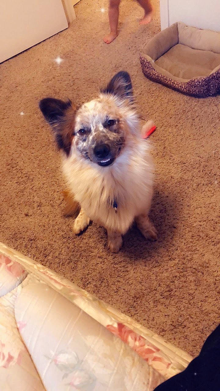 Arlo joined the competition — help win amazing prizes! canidae, carnivore, companion_dog, dog, dog_breed, dog_supply, fawn, flooring, fur, non_sporting_group, paw, snout, sporting_group, toy_dog, whiskers, working_animal