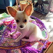 Laverne is registered to the contest to win money with this photo: puppy, chihuahua, dog, small_dog, pet, indoors, cushion, colorful, patchwork, sunlight, floor, curious, ears, cute, animal, domestic_animal, young, sitting, closeup, furniture