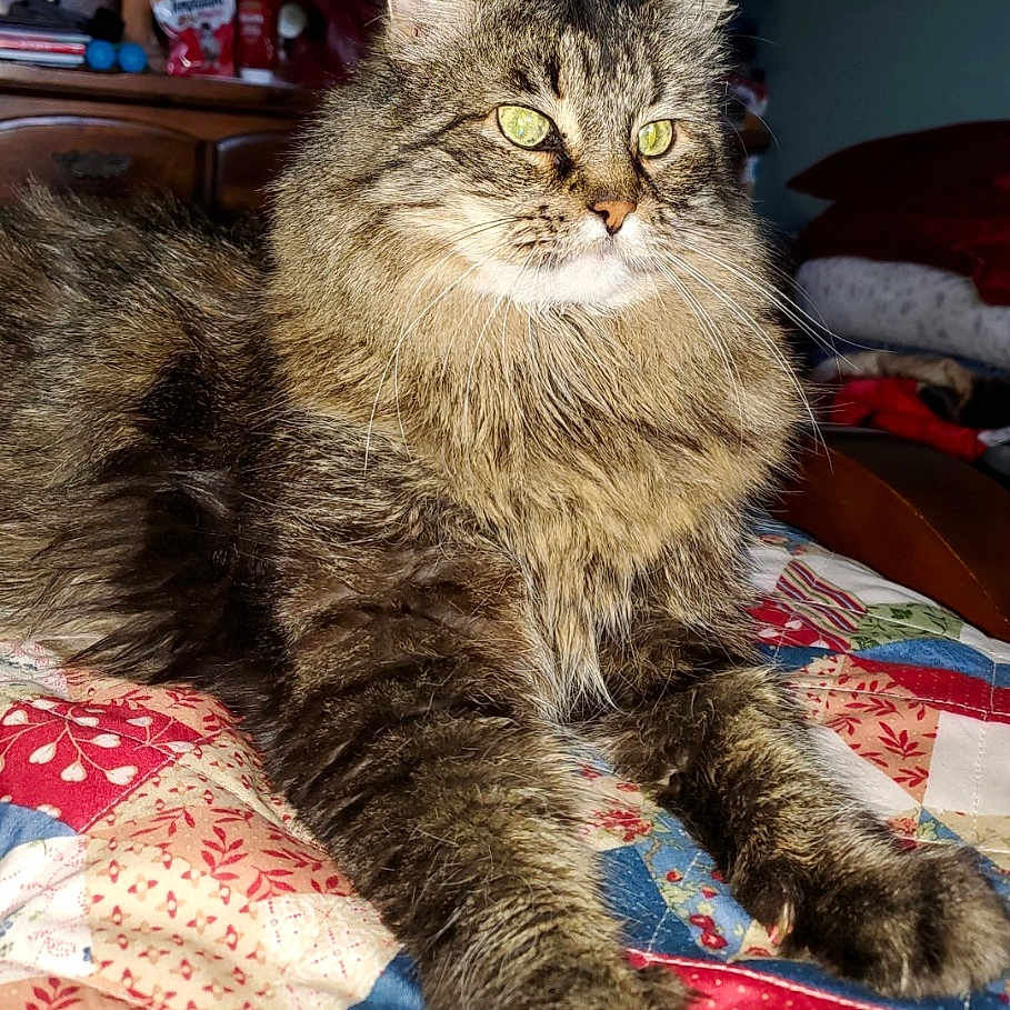 Oberto joined the competition — help win amazing prizes! animal, bedroom, cat, close_up, cozy, cute, domestic, feline, fluffy, fur, green_eyes, home, indoor, laying_down, pet, quilt, relaxation, soft_light, tabby, whiskers