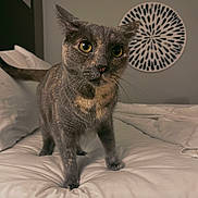 Sugar joined the competition — help win amazing prizes! animal, bed, blanket, cat, close_up, comfort, cozy, curious, decoration, ears, feline, fur, gray_cat, home, indoor, pet, wall_art, whiskers, white_bed, yellow_eyes