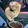 animal, car_interior, cat, closeup, companion, curious, cute, domestic_animal, feline, food_bowl, gray_cat, indoor, kibble, leather_seat, pet, resting, seat, sunlight, whiskers, yellow_eyes