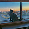 Sugar joined the competition — help win amazing prizes! animal, building, car, cat, evening, fast_food, glass, landscape, nature, parking_lot, pet, quiet, reflection, sign, silhouette, sky, street, sunset, urban, window